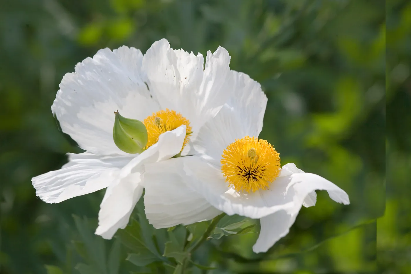 Matilija, Happy Valley, SBBG Photo Contest 2013