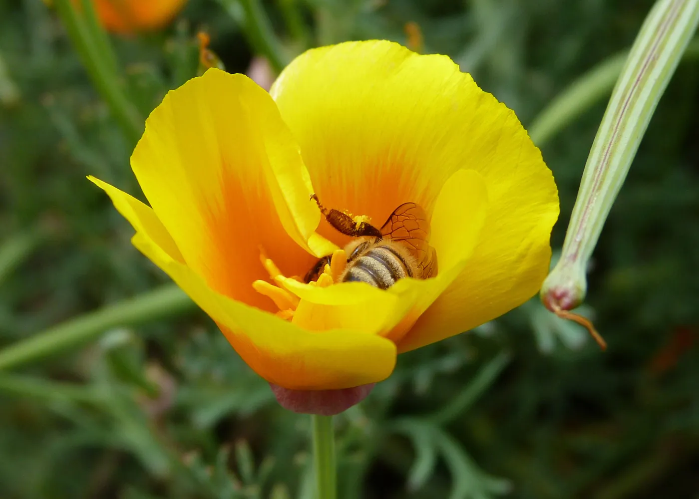 Honeybee visiting California poppy, SBBG Photo Contest 2013