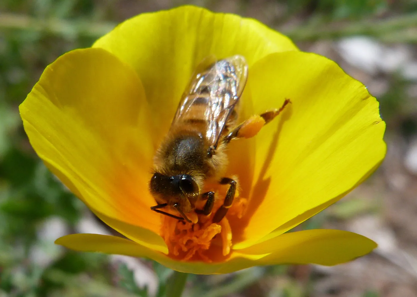 Honeybee visiting California poppy, SBBG Photo Contest 2013