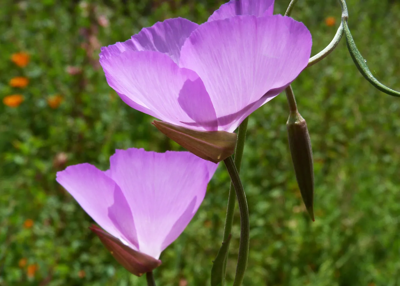 Clarkia flowers at SBBG, SBBG Photo Contest 2013