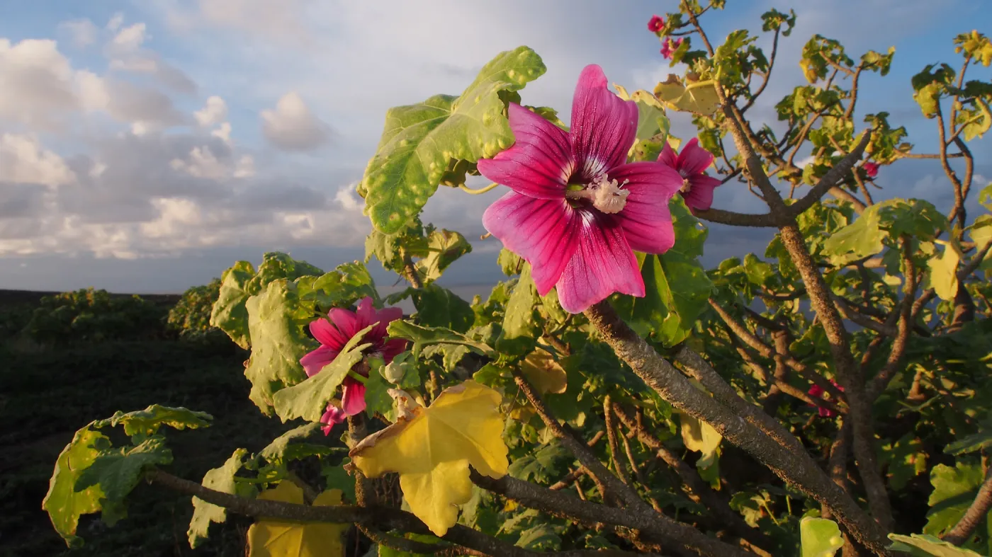 Lavatera, San Miguel Island, SBBG Photo Contest 2013