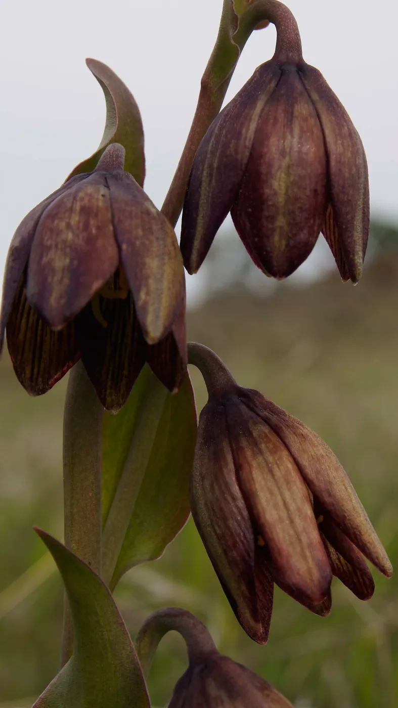 Chocolate Lily, Figueroa Mountain, SBBG Photo Contest 2013