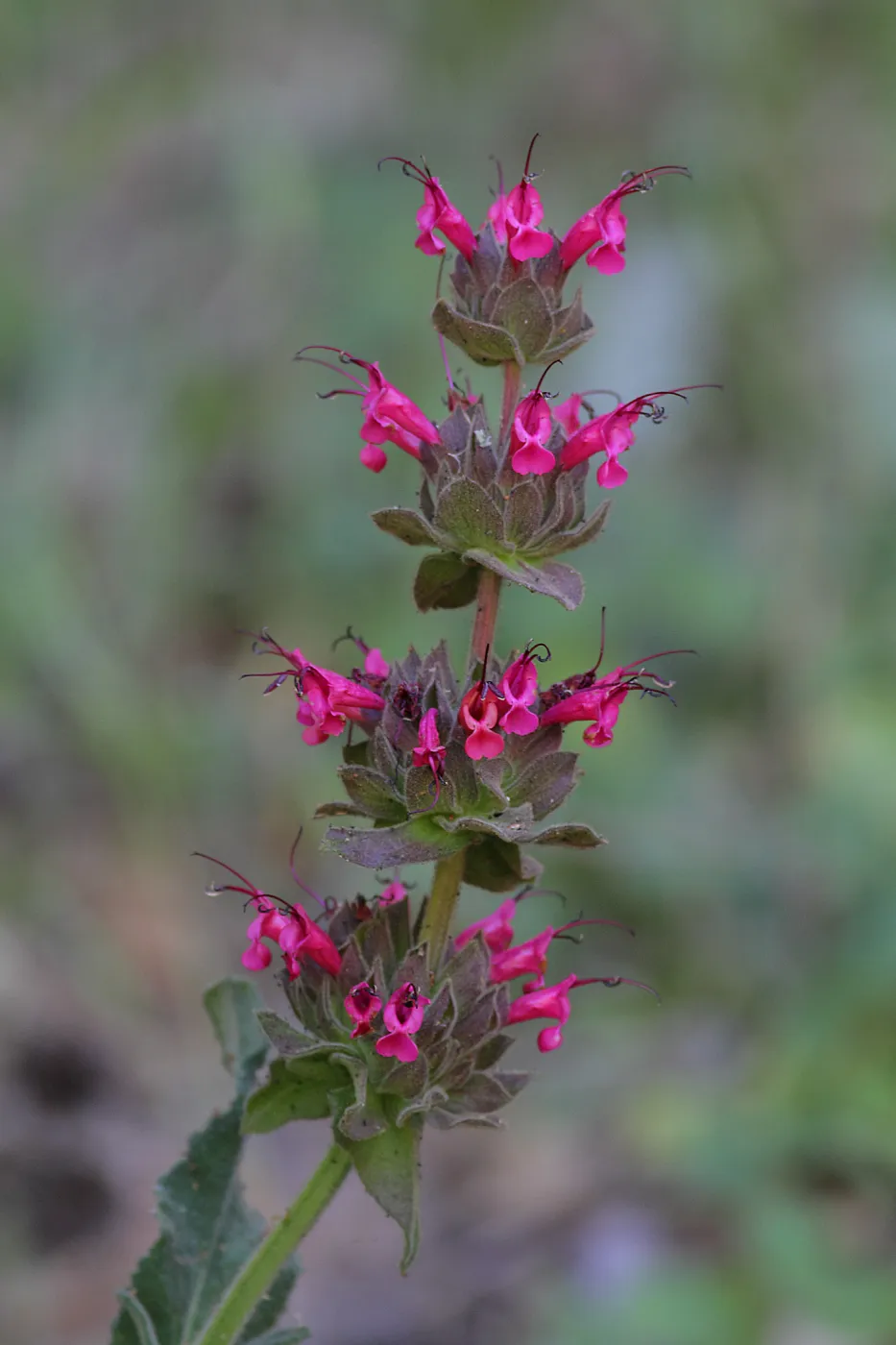 Salvia spathacea, Hummingbird sage, Figueroa Mountain, SBBG Photo Contest 2013