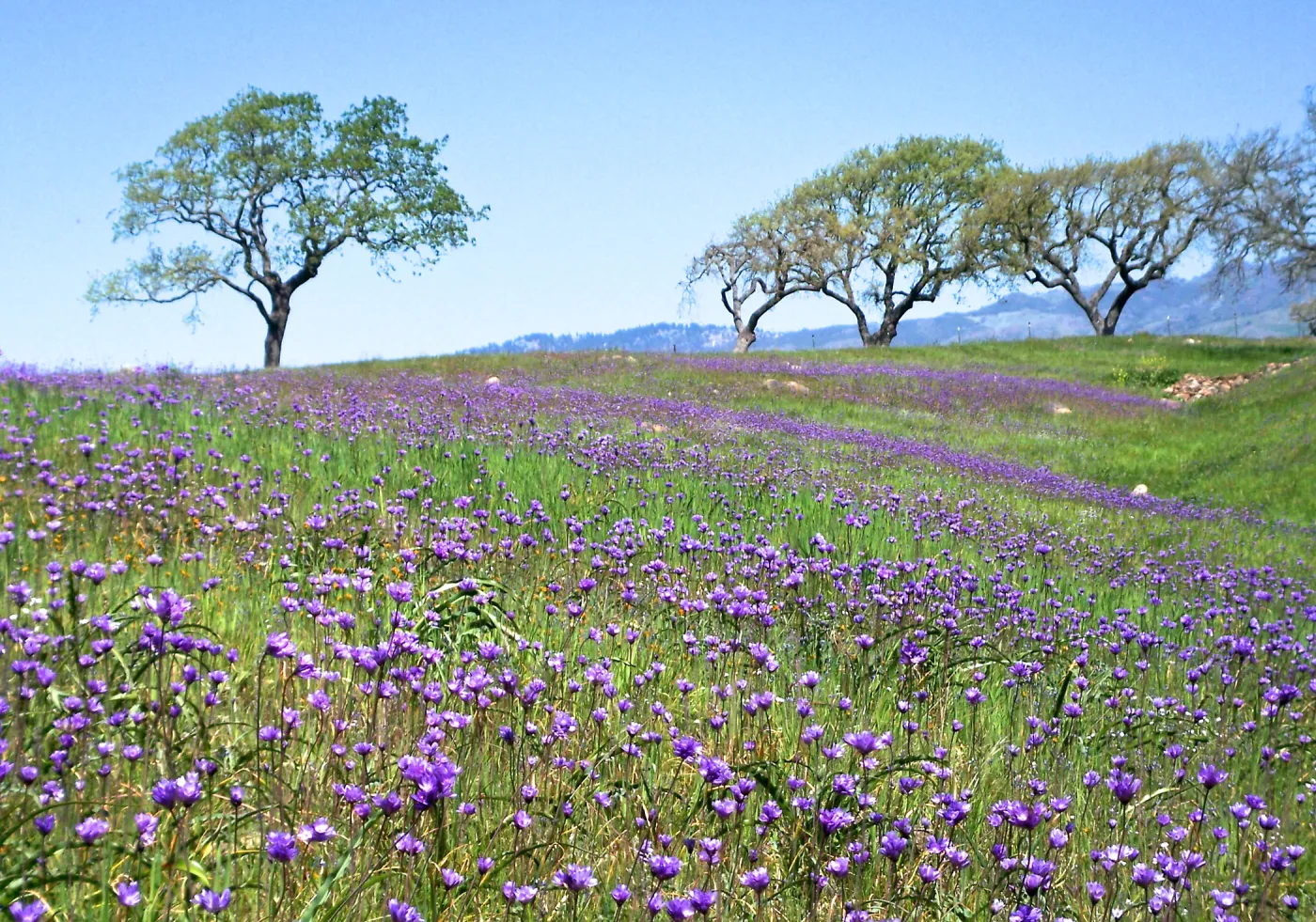 Oak woodland, Field of Dichelostemma, SBBG Photo Contest 2013
