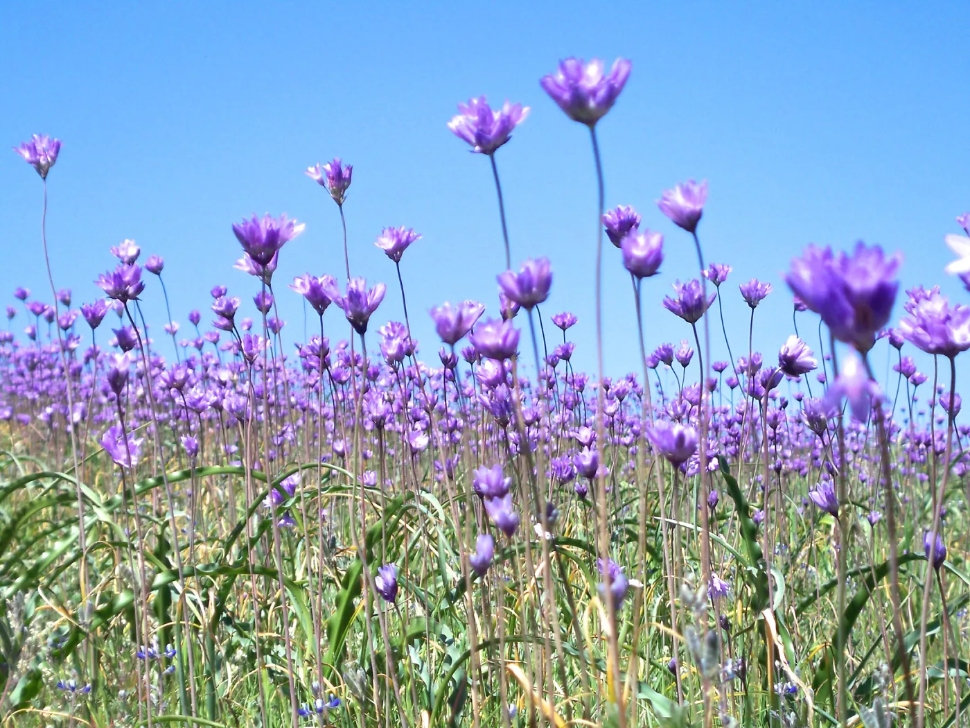 Field of Dichelostemma, SBBG Photo Contest 2013