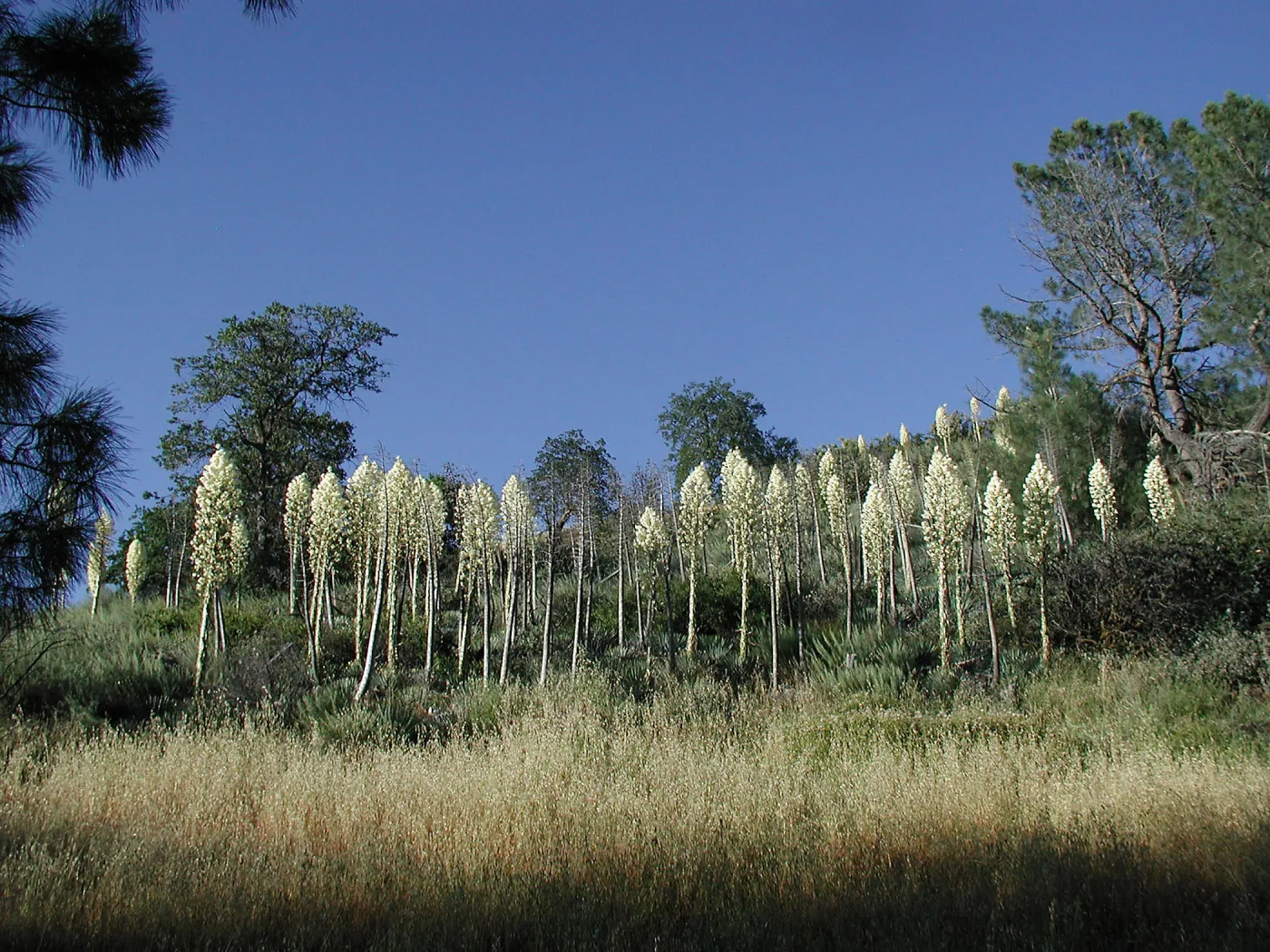 Hillside with blooming yucca inflorescences, SBBG Photo Contest 2013