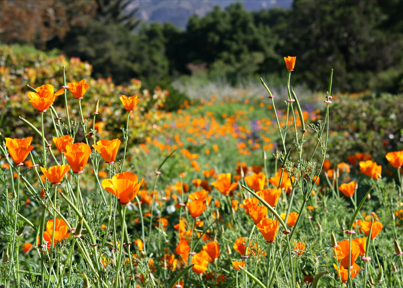 Sea of California Poppies at the Garden, wildflower display, SBBG Meadow, SBBG Photo Contest 2013