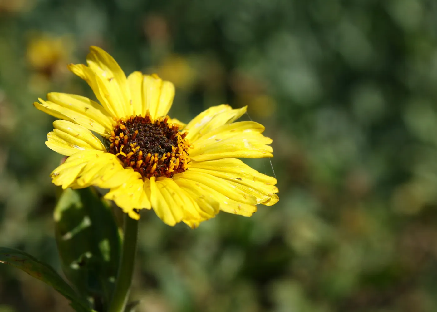 yellow sunflower, SBBG Photo Contest 2013