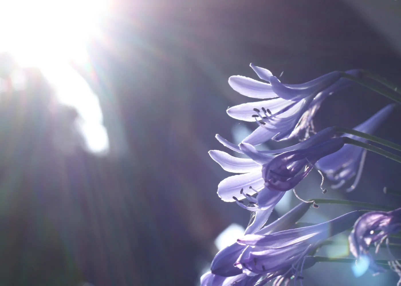 Allium flowers in home garden, SBBG Photo Contest 2013