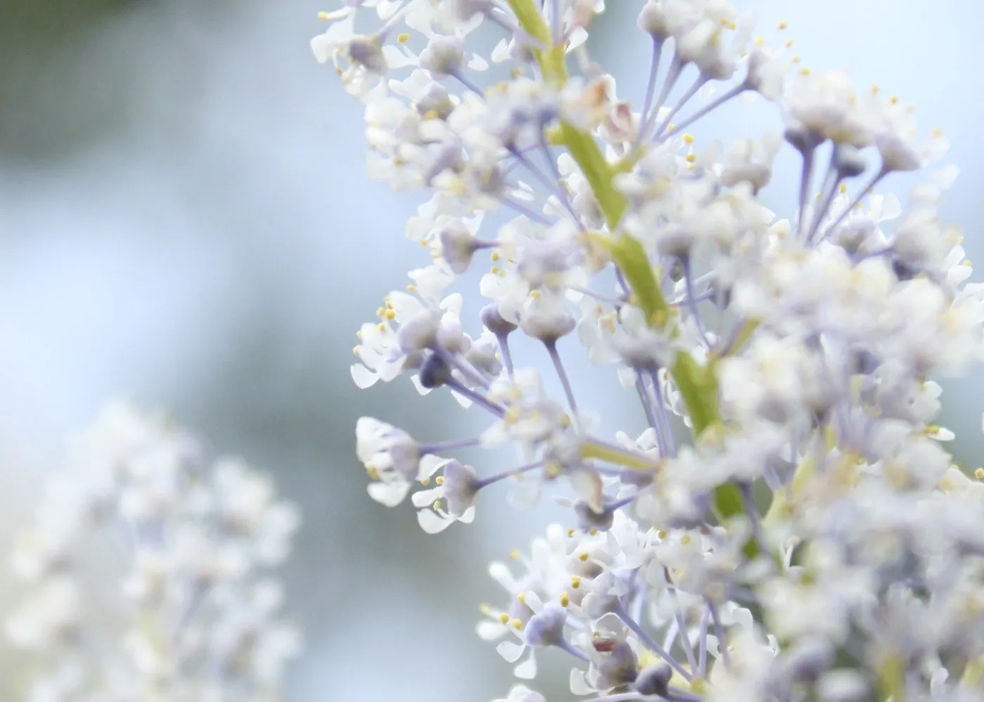 Ceanothus (California Lilac), Cachuma Lake, SBBG Photo Contest 2013