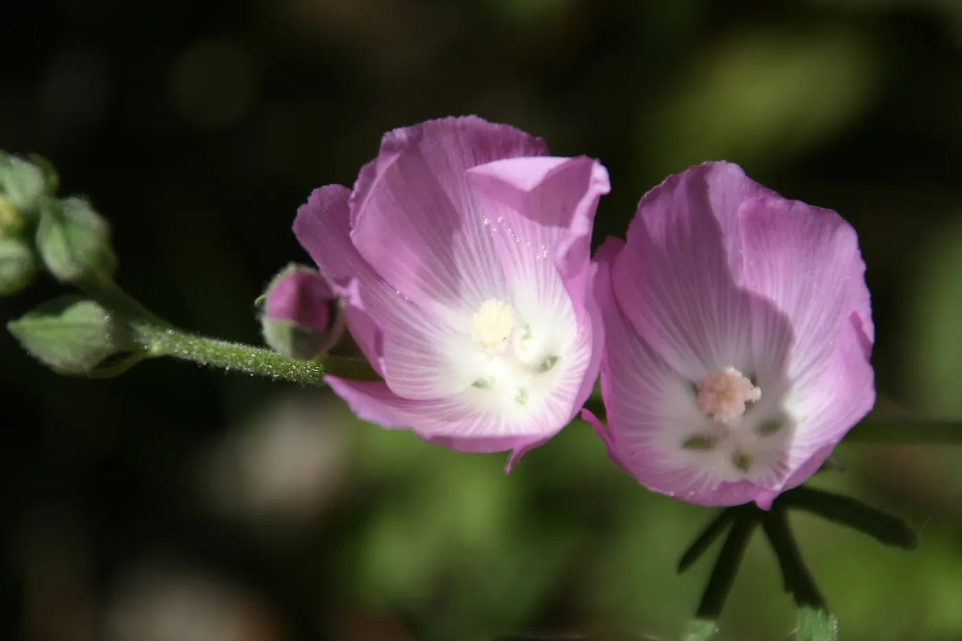 Mallow Twins, Santa Barbara foothills, SBBG Photo Contest 2013