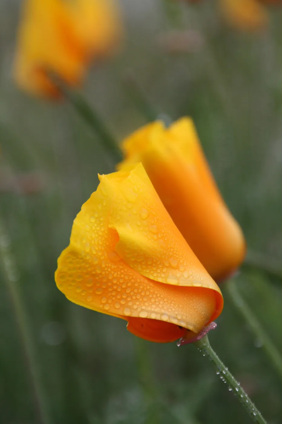 Poppies with Morning Dew, UCSB Reserve, California poppy, SBBG Photo Contest 2013