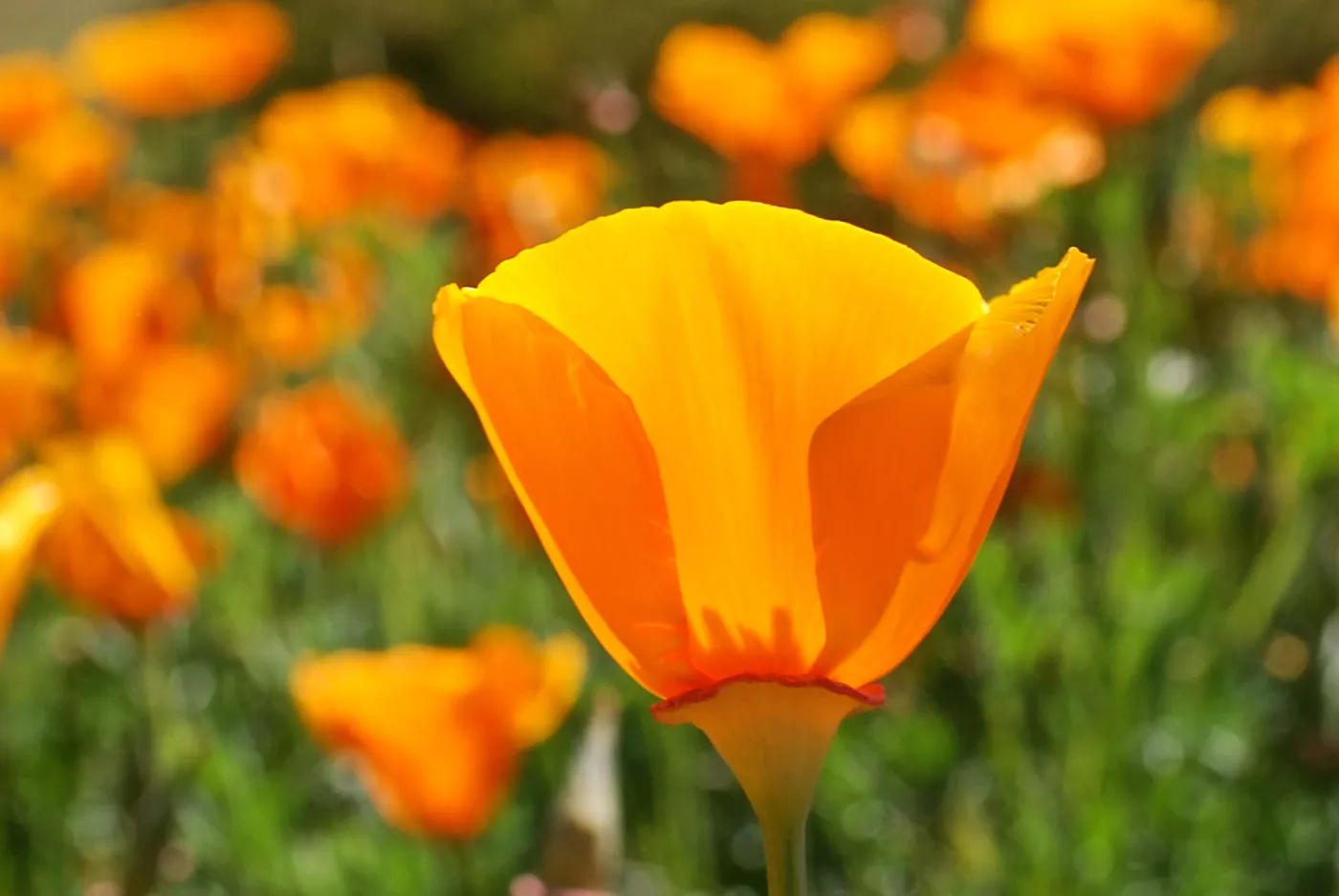 California poppy, SBBG Photo Contest 2013