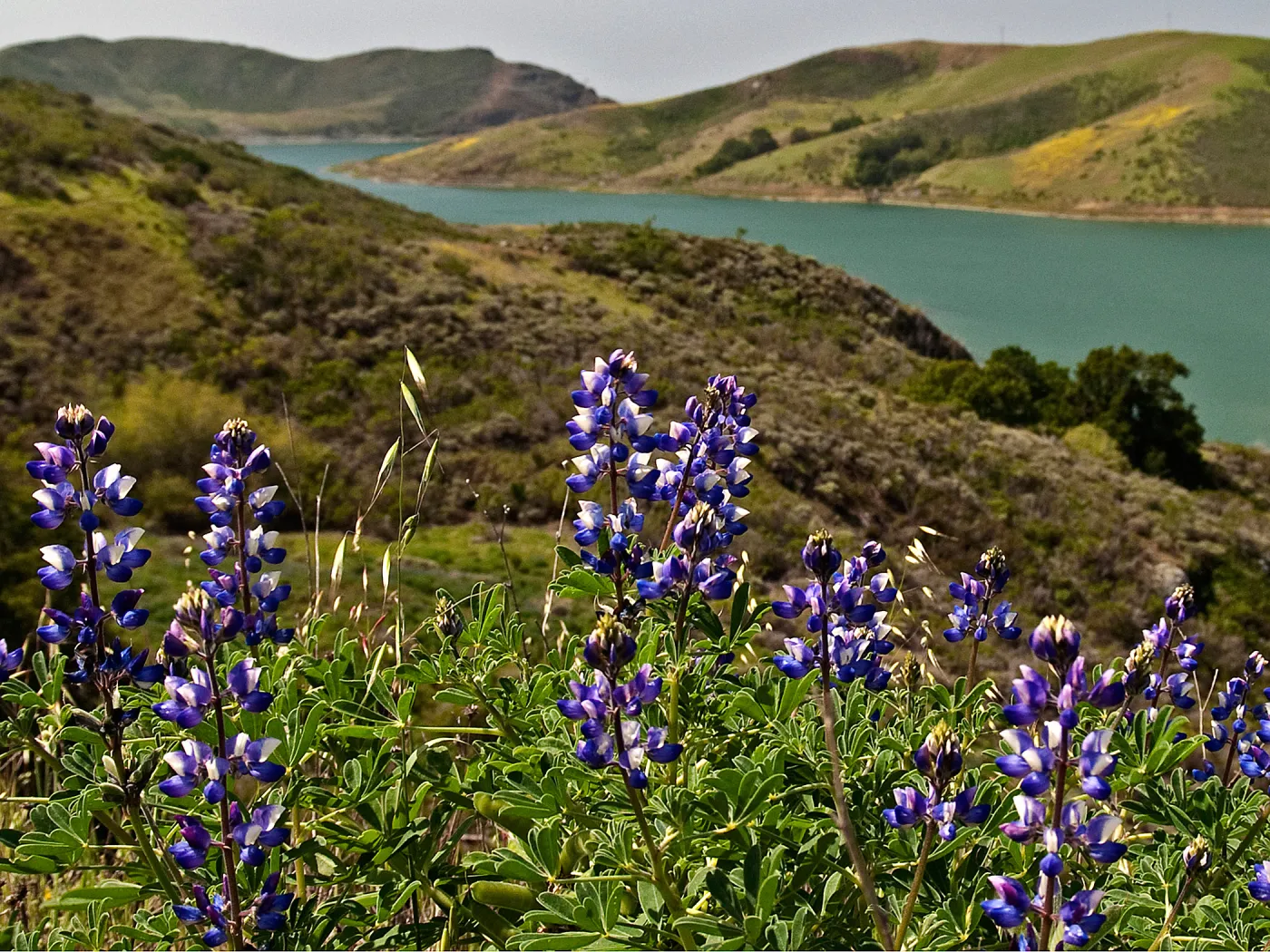 Lupines near Cayucos, SBBG Photo Contest 2013