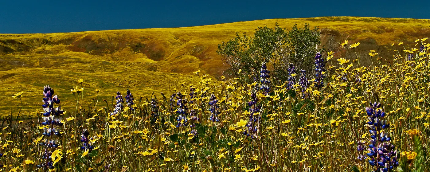 Cottonwood Canyon panorama, wildflower display, SBBG Photo Contest 2013