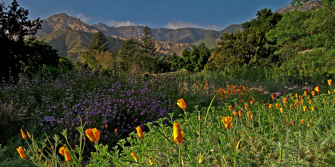 SBBG Meadow panorama, wildlfower display, La Cumbre Peak, SBBG Photo Contest 2013