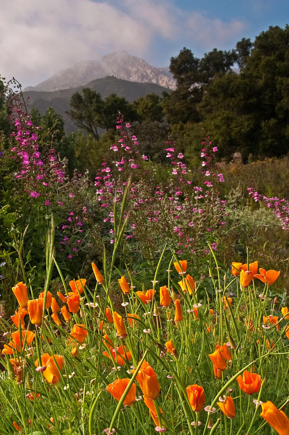 SBBG Meadow, wildflower display, clouds covering La Cumbre Peak, SBBG Photo Contest 2013