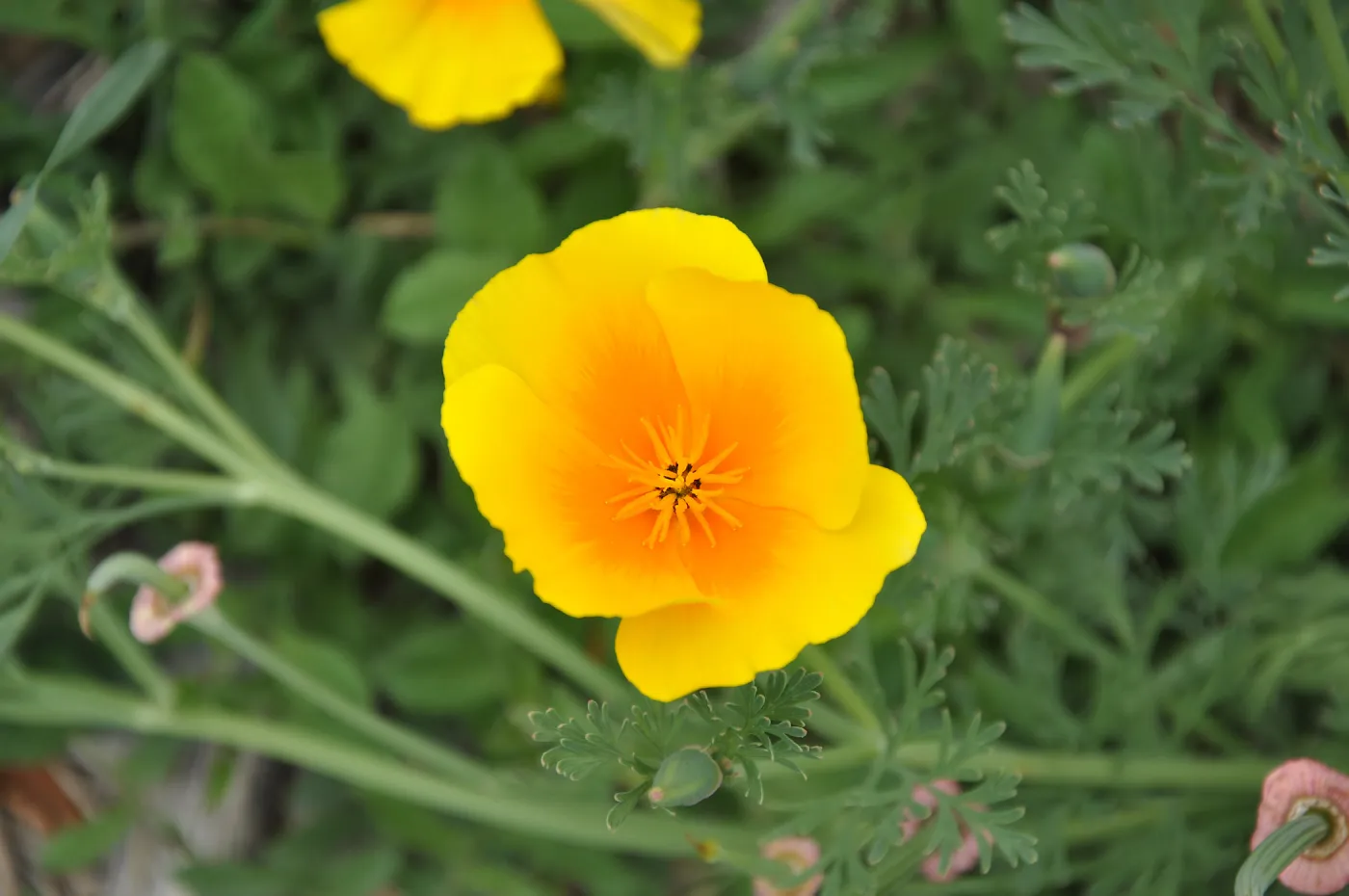 California poppy, SBBG Photo Contest 2013