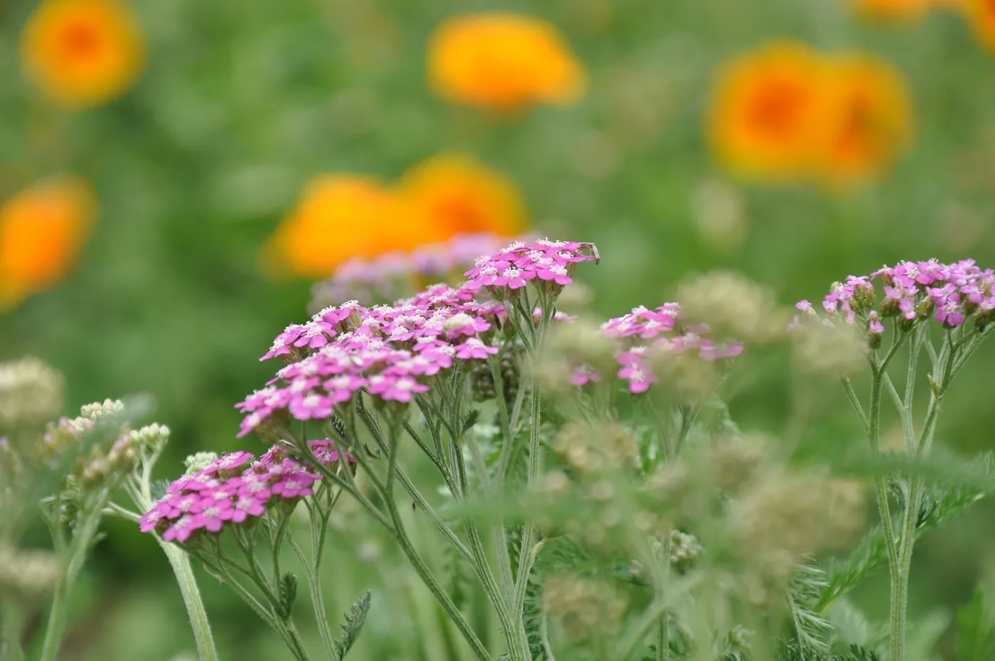 pink Achillea flowers, SBBG Photo Contest 2013