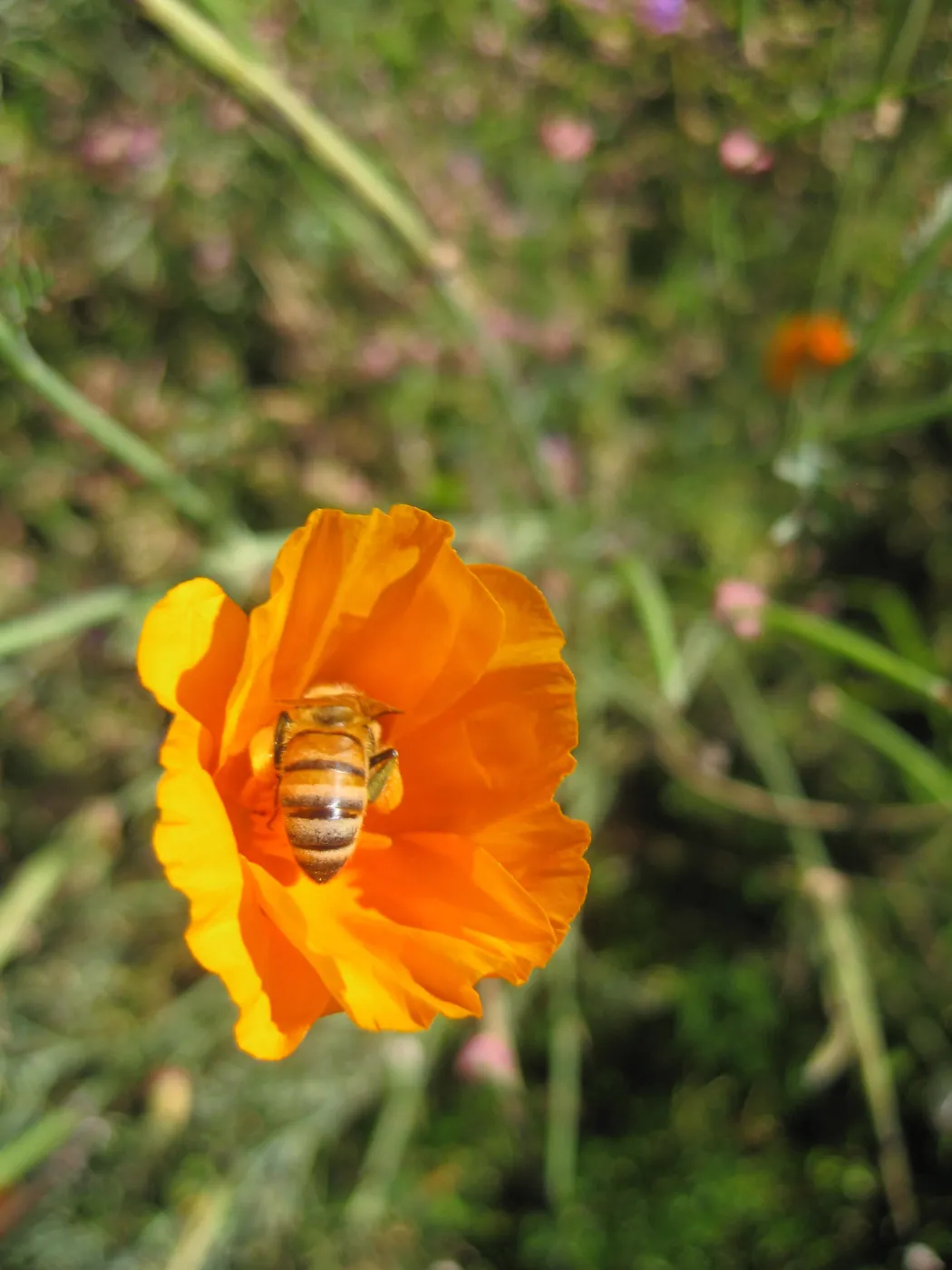 Honeybee visiting a poppy, SBBG Photo Contest 2013