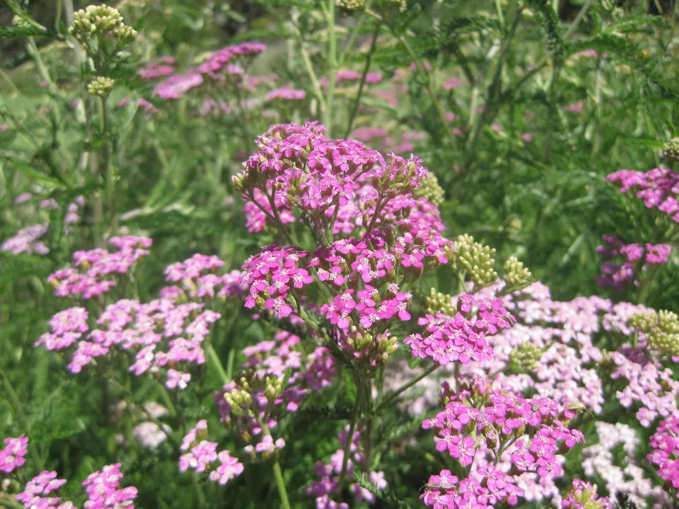 pink Achillea in the Meadow, SBBG Photo Contest 2013