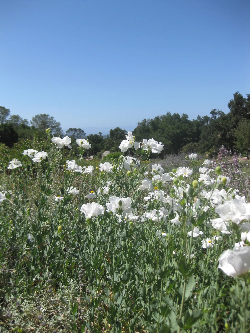 Matilija Poppies in the Meadow, view to the Blaskley Boulder, SBBG Photo Contest 2013