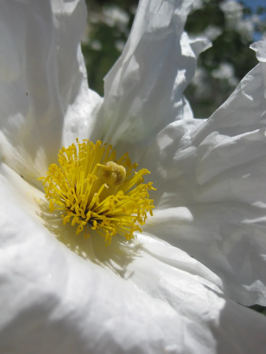 Matilija Poppy flower, close up, SBBG Photo Contest 2013