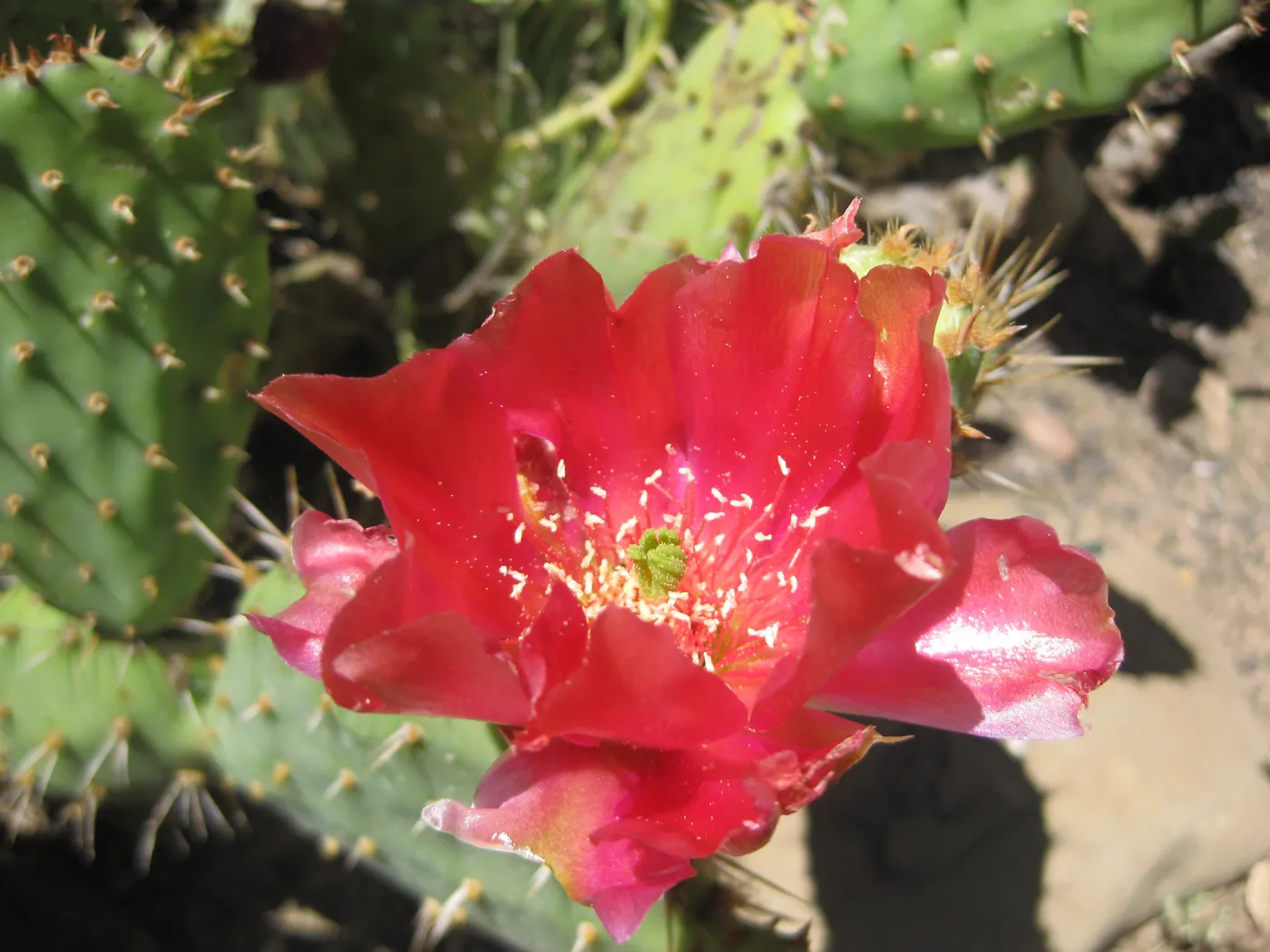 red cactus flower (Prickly-pear), SBBG Desert Section, SBBG Photo Contest 2013