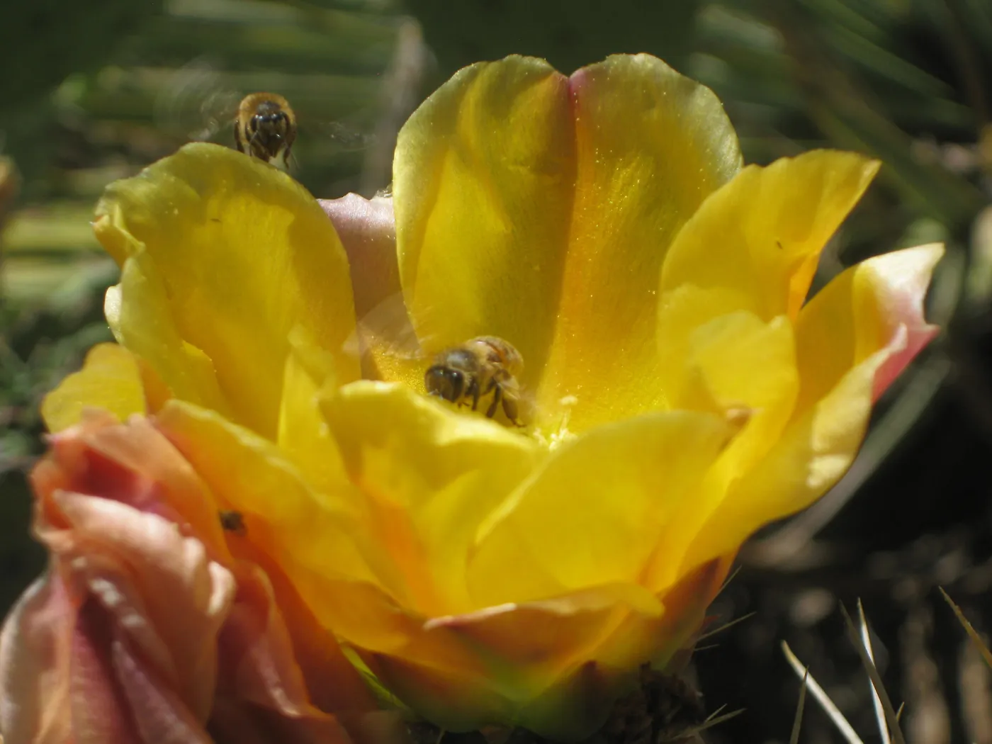 Yellow cactus flower, SBBG Desert Section, SBBG Photo Contest 2013