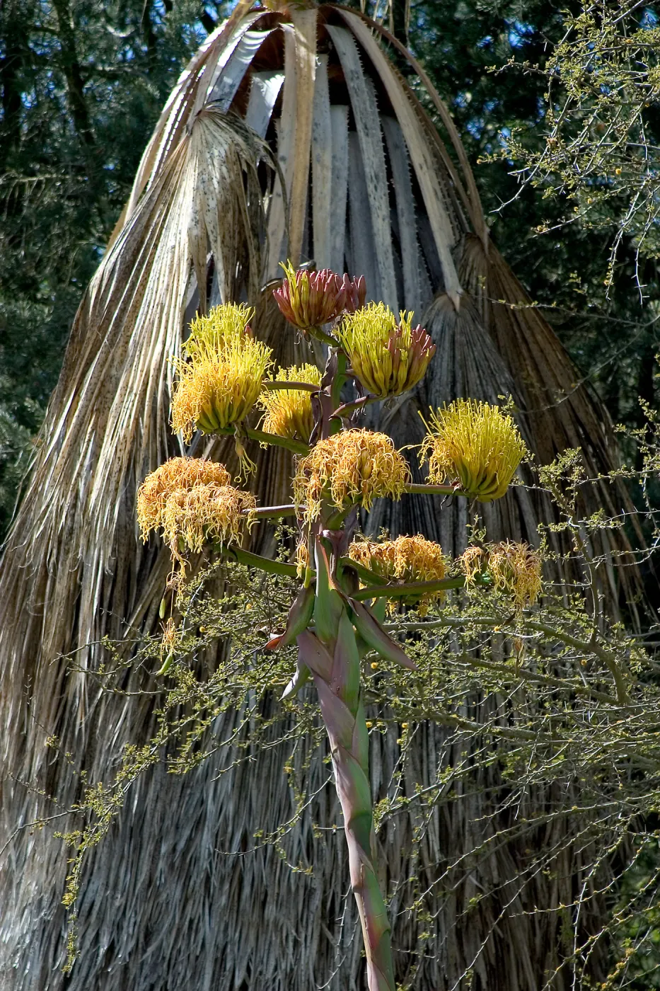 Agave (Century Plant) in bloom at SBBG, SBBG Photo Contest 2013