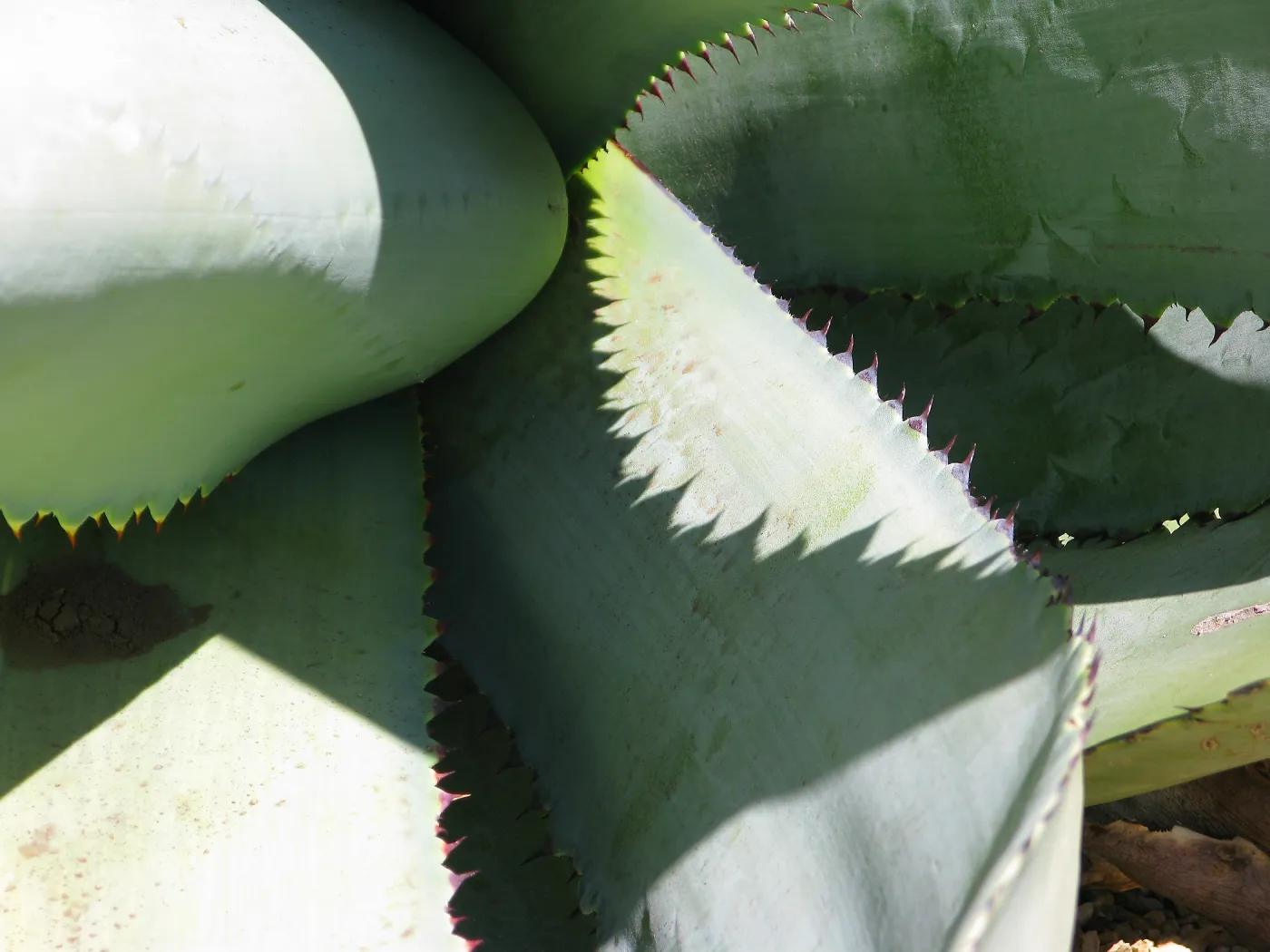 spiny Agave (Century Plant) at SBBG, SBBG Photo Contest 2013