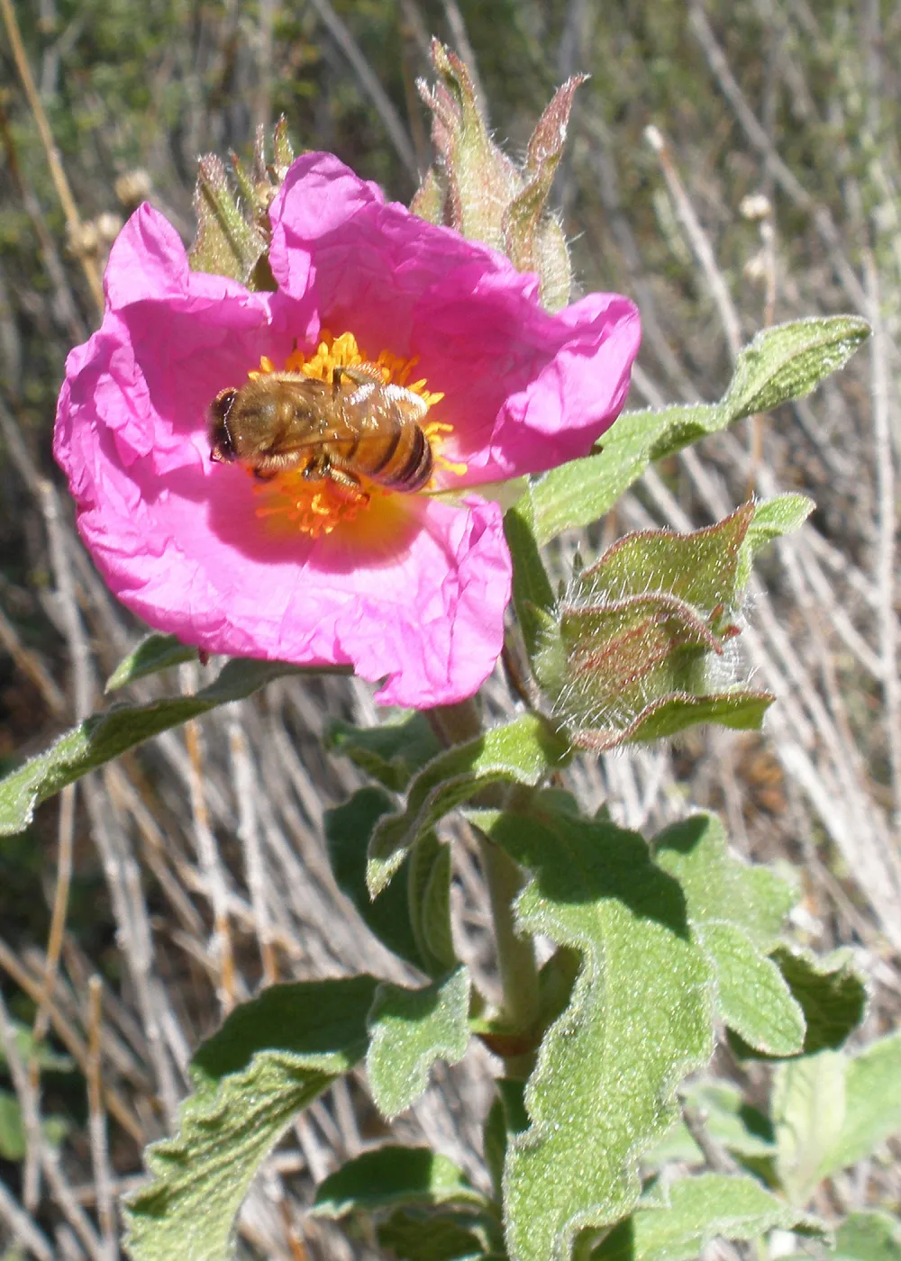 Honeybee, Rattlesnake Canyon, SBBG Photo Contest 2013