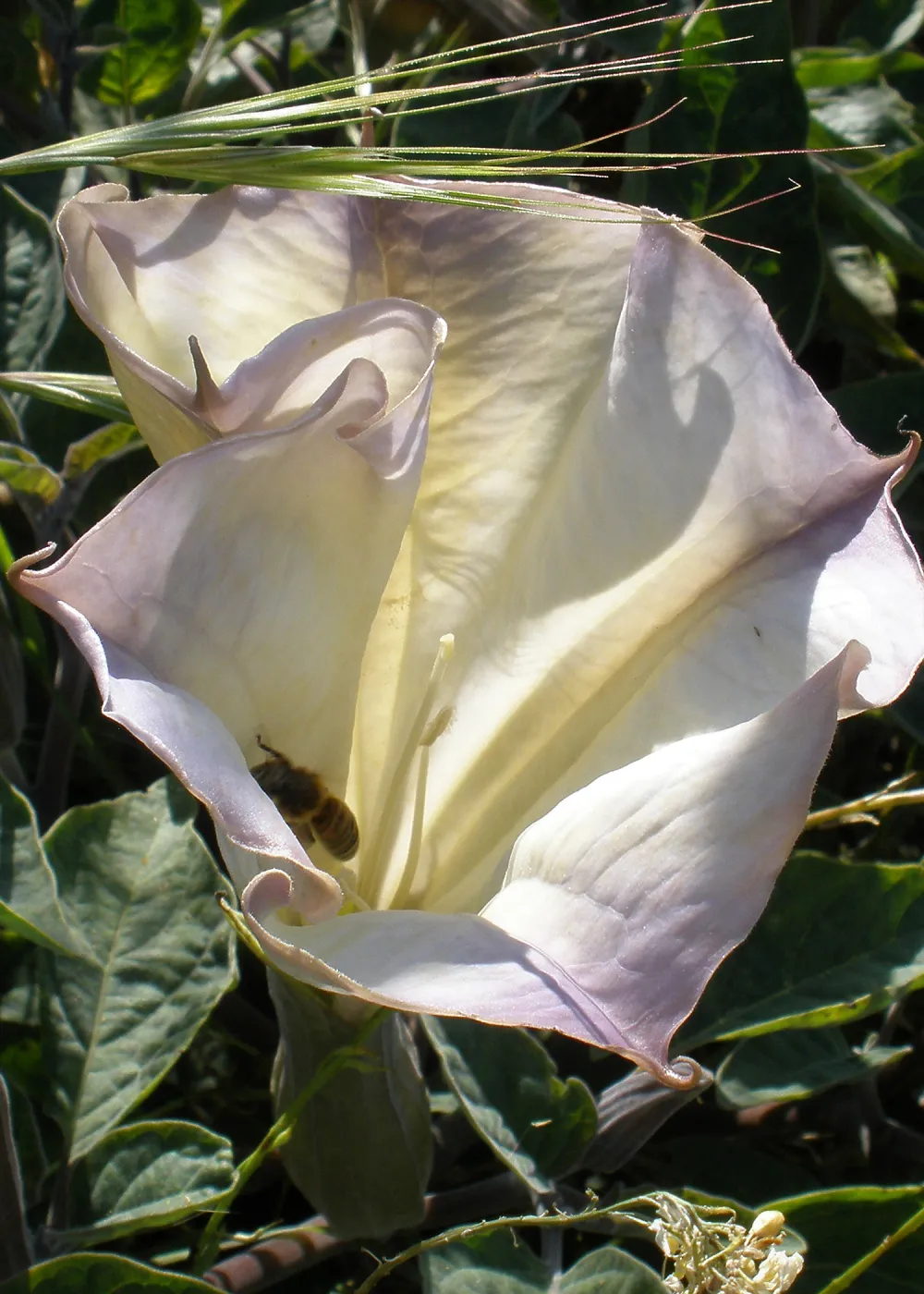 Tunnel Road, SBBG Photo Contest 2013