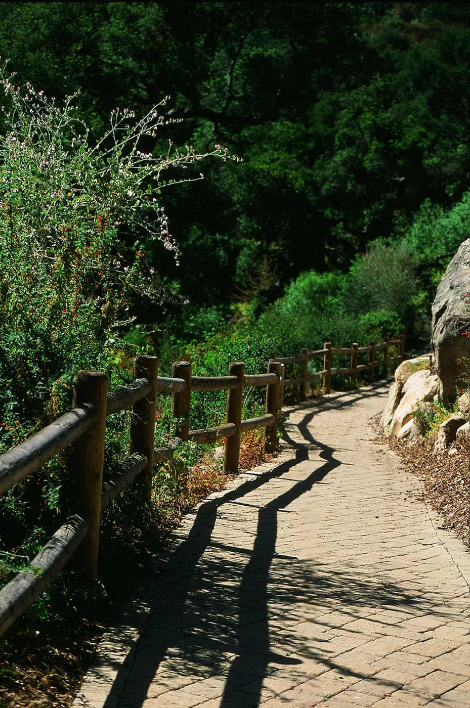 Campbell Trail path, SBBG Photo Contest 2013