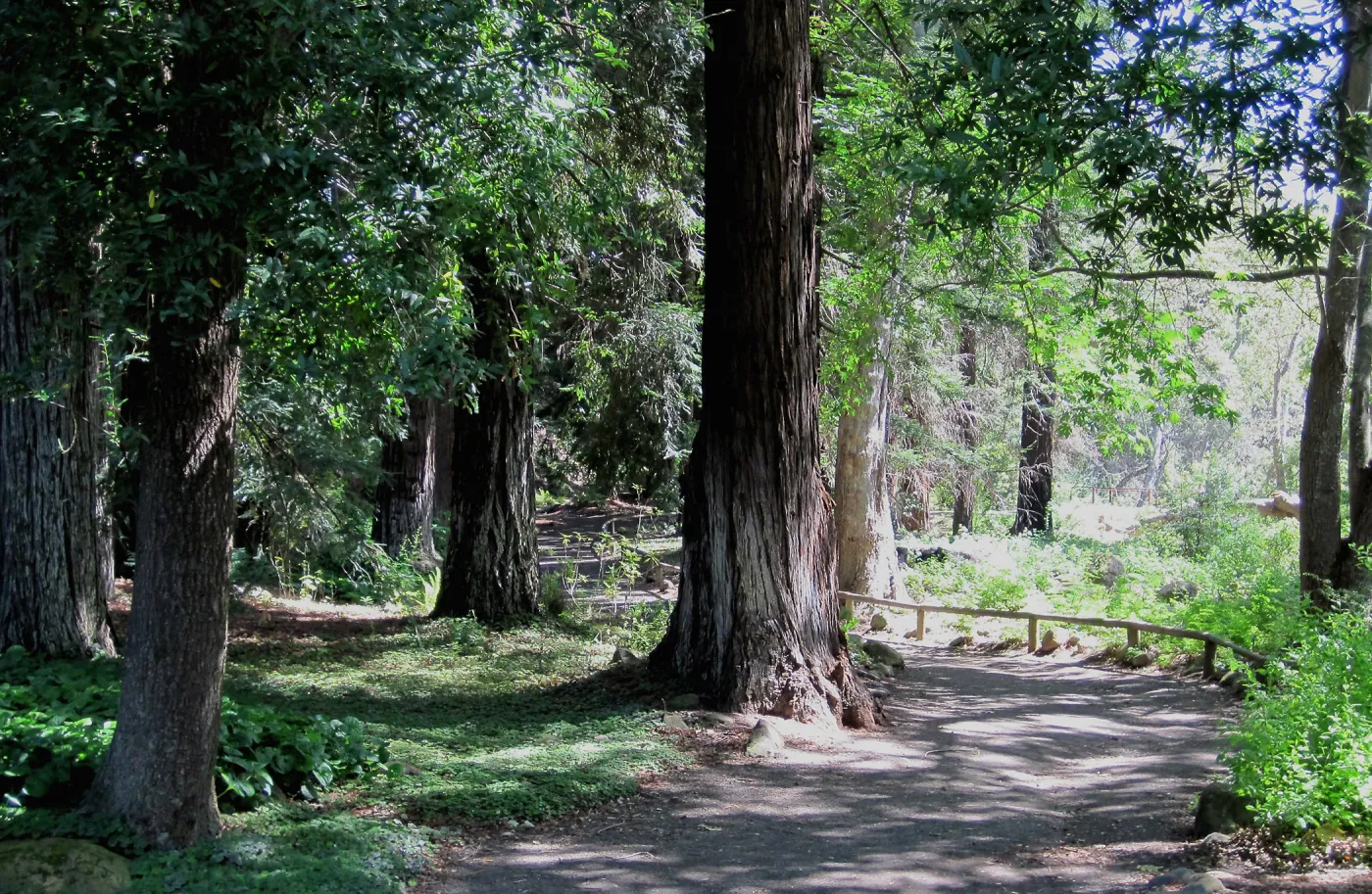 The Redwood Section at SBBG, SBBG Photo Contest 2013