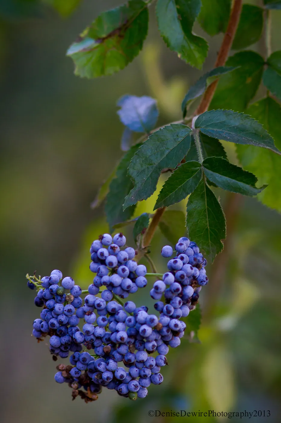 Sambucus, Elderberry, blue berries, SBBG