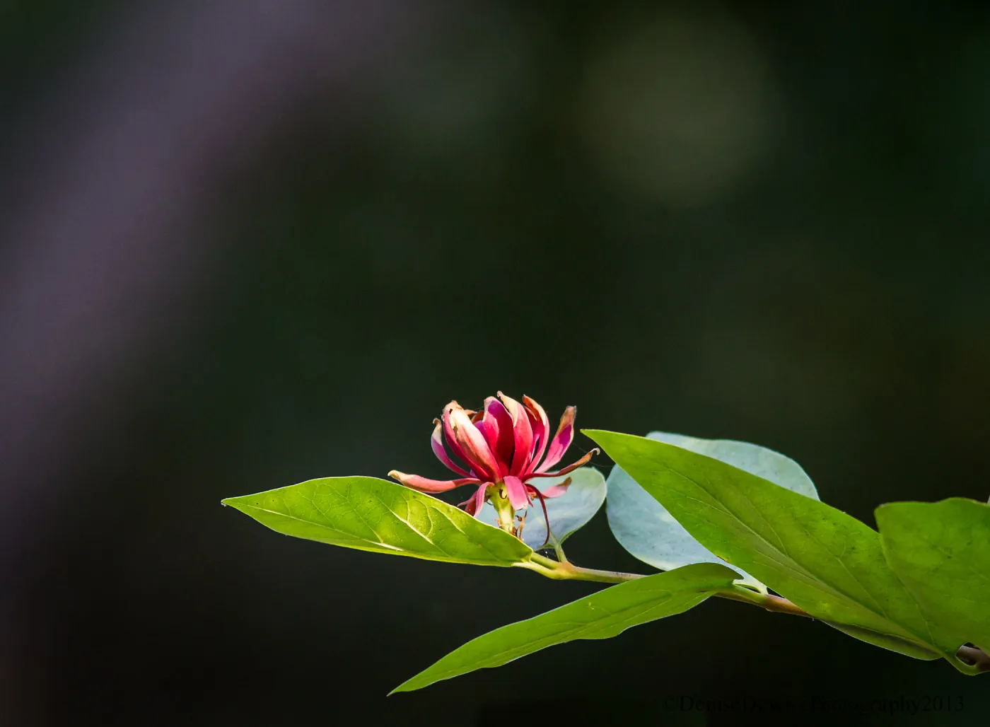 Calycanthus in bloom, SBBG