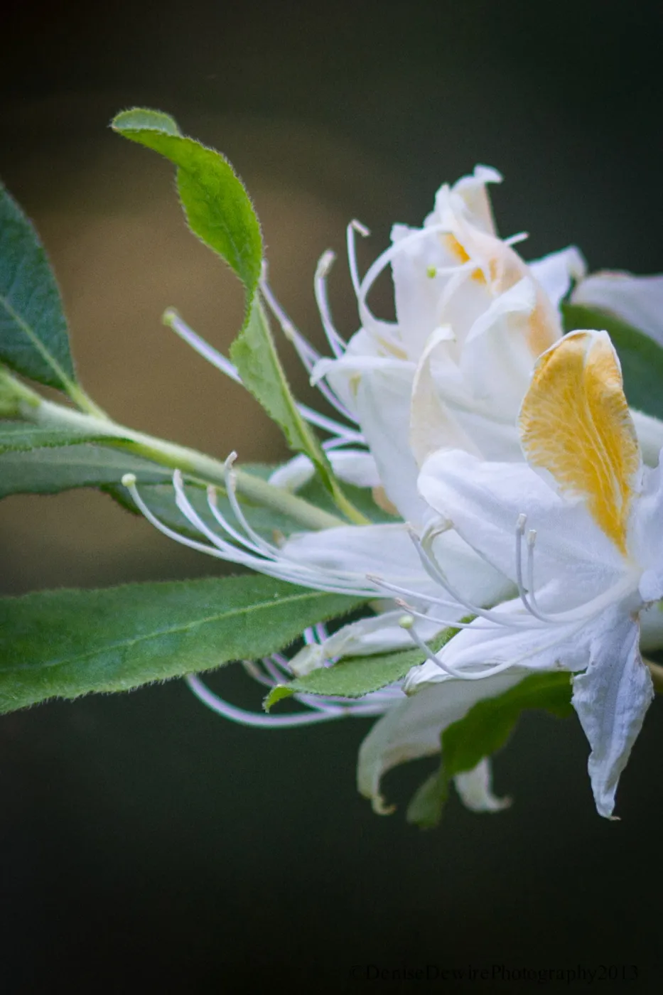 Rhododendron, white flowers, SBBG