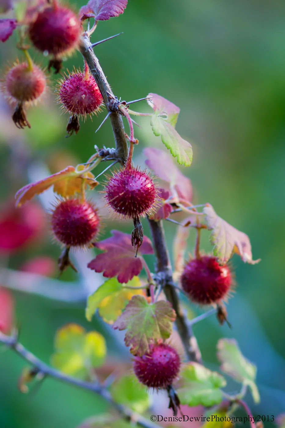 Ribes, gooseberry, prickly red berries, red fruit, SBBG