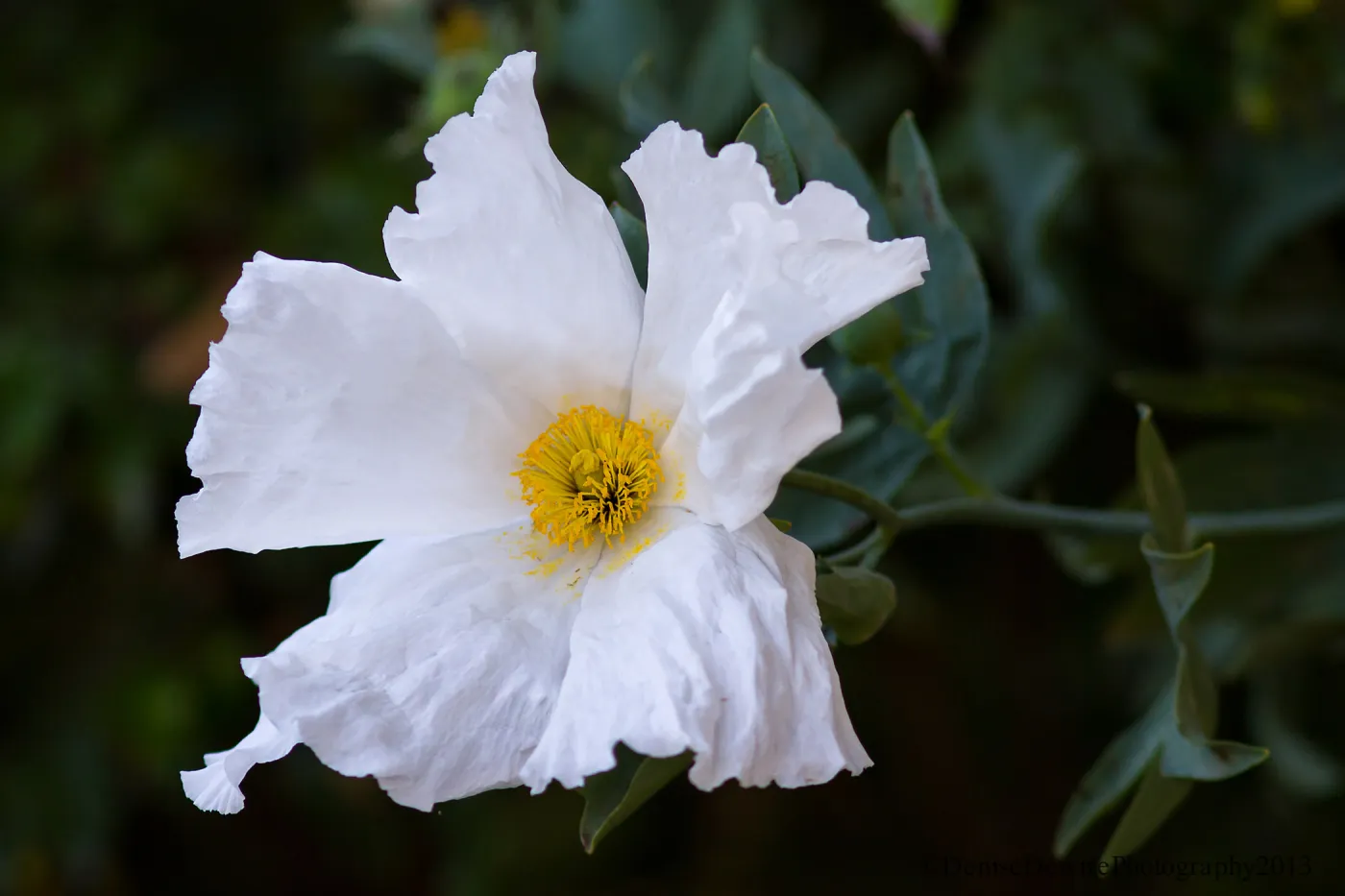 Romneya, Matilija poppy flower, SBBG