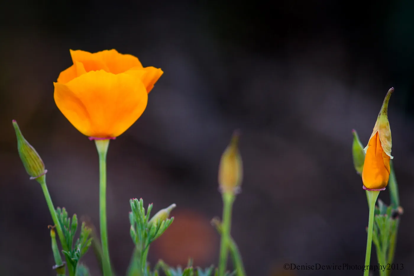 California poppies, Eschscholzia californica, flower, bud, orange, SBBG