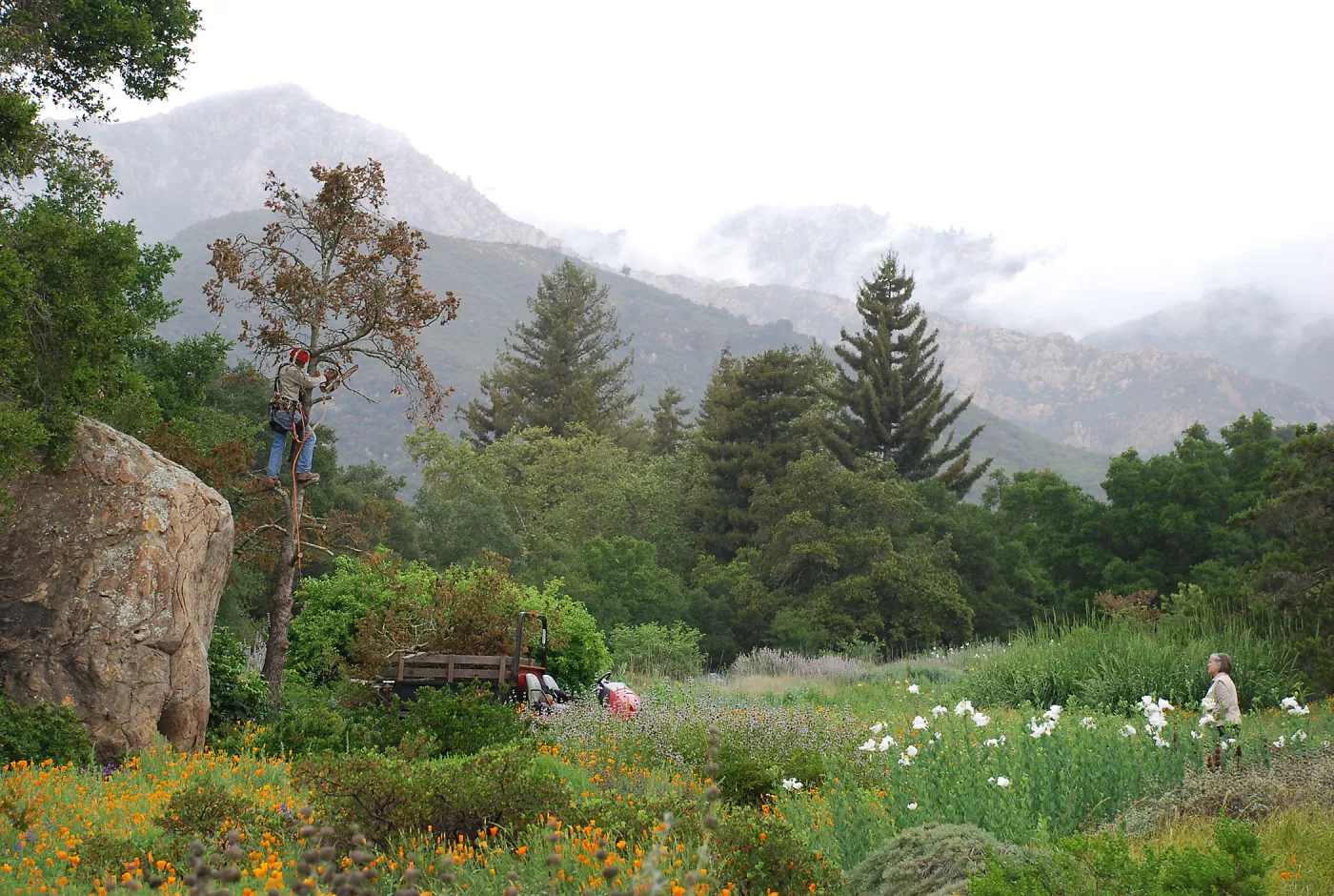 Meadow view to Arlington Peak, removal of the Douglas fir tree by the Blaskley Boulder