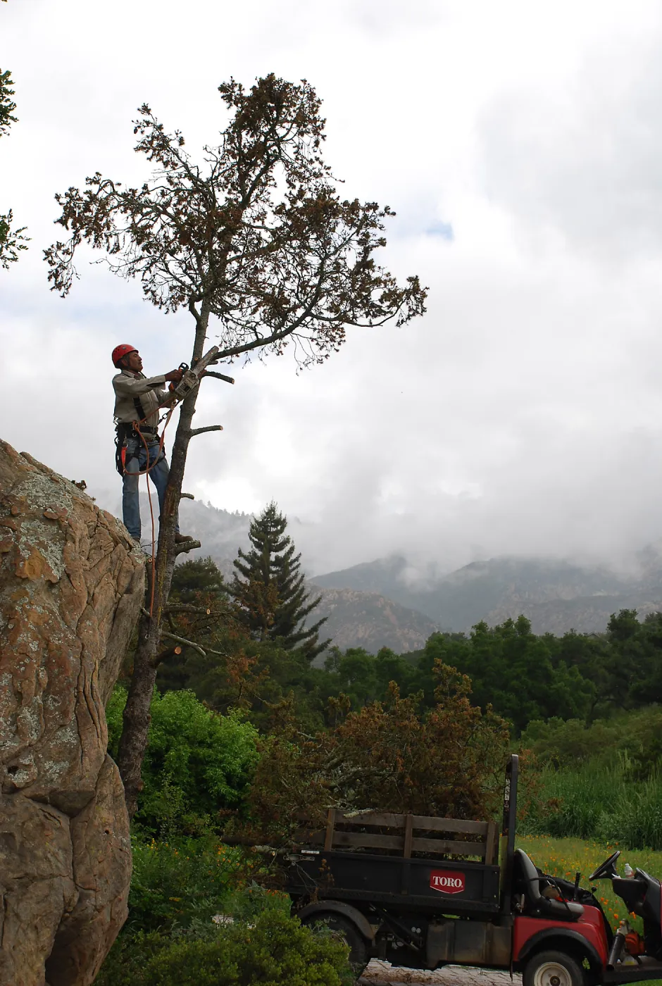 removal of the Douglas fir tree by the Blaskley Boulder