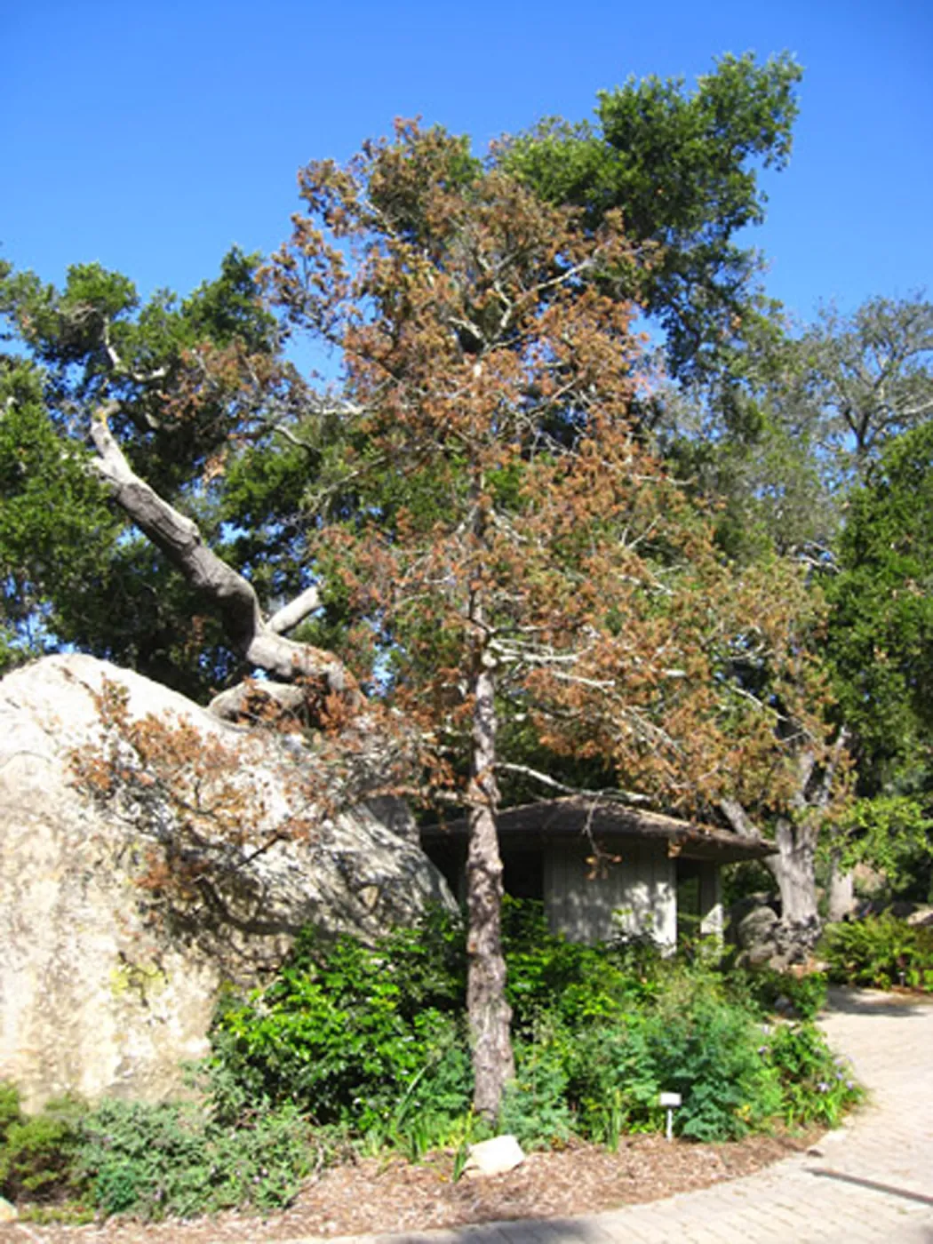 Douglas Fir by Blaksley Boulder prior to removal