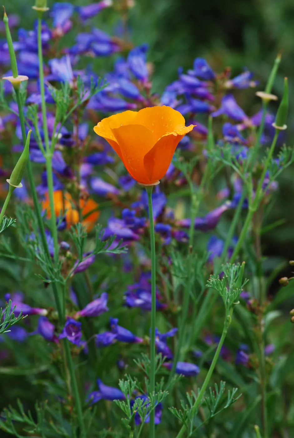 Poppy flower in purple penstemon, SBBG