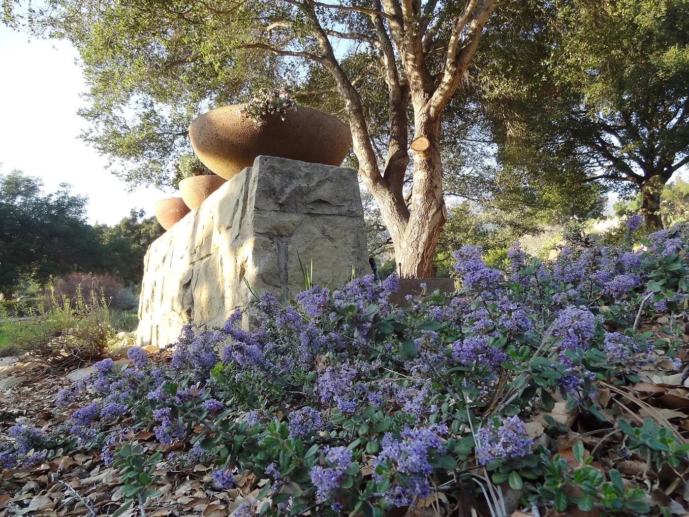 Ceanothus maritimus blooming in the Conservation Display Garden, Spring in the Garden, February 2013, SBBG