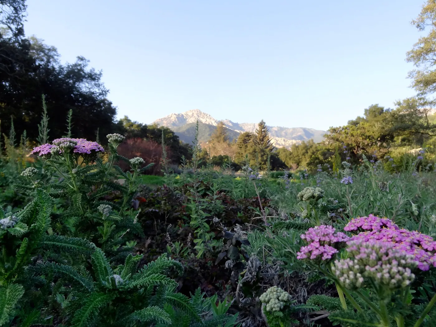 pink Achillea millefolium blooming in the Ground Cover Display, SBBG Meadow, Spring in the Garden, February 2013, SBBG