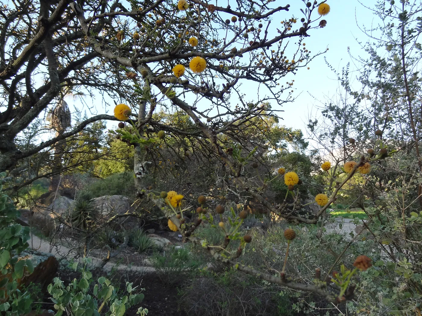 Acacia farnesiana in the Desert Section, Spring in the Garden, February 2013, SBBG