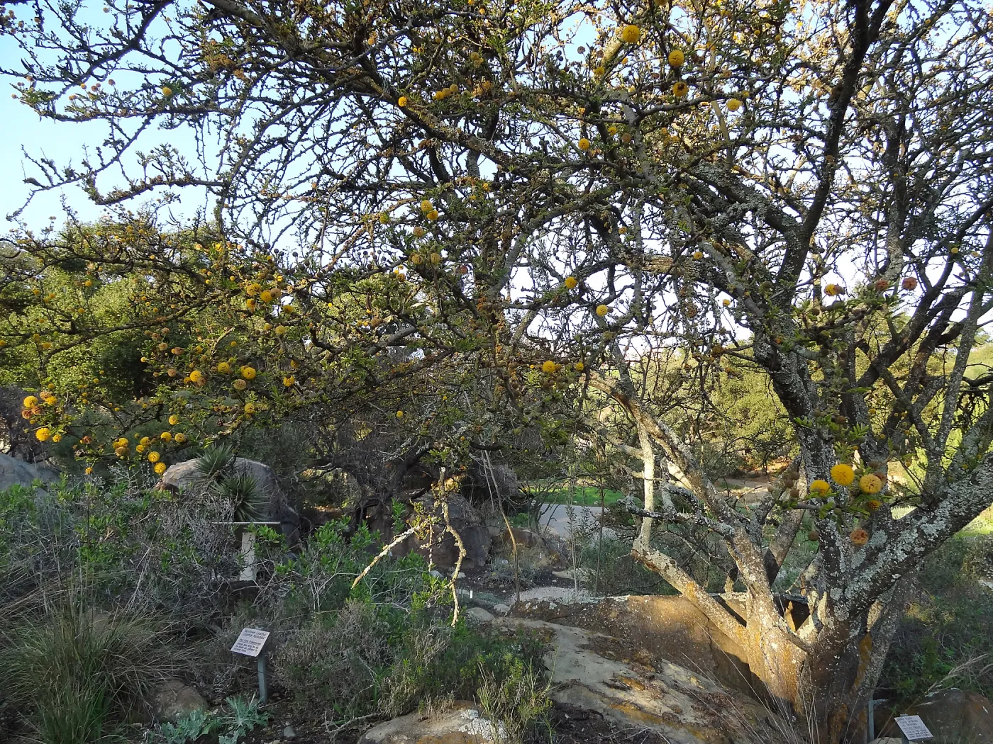Acacia farnesiana in the Desert Section, Spring in the Garden, February 2013, SBBG
