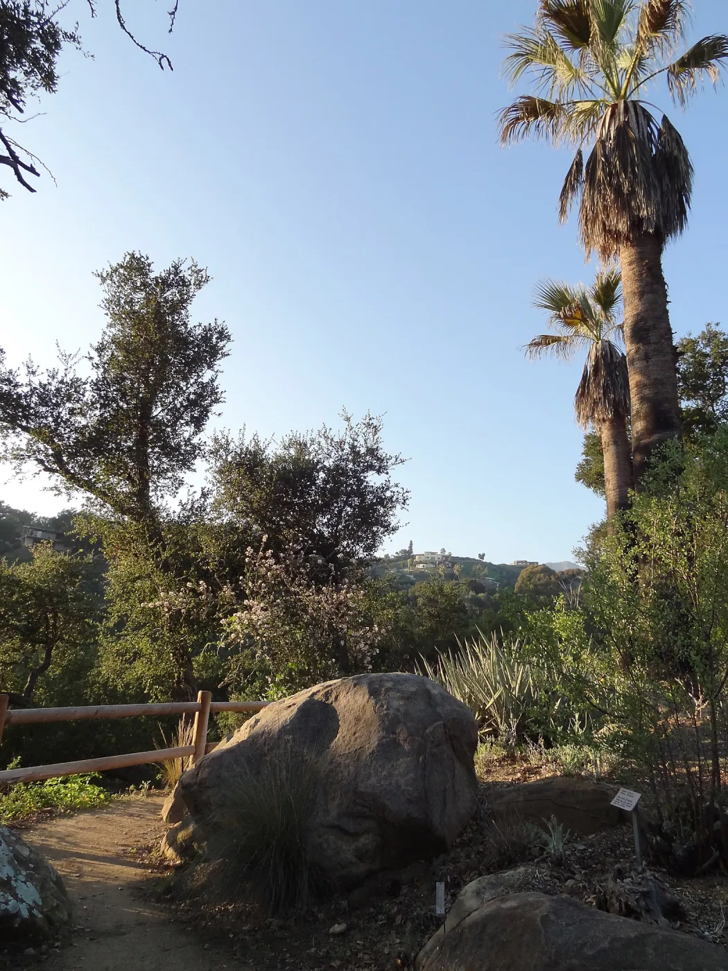 Desert Section, at the Canyon rim, Spring in the Garden, February 2013, SBBG